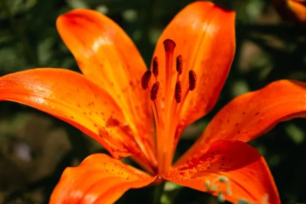 Wired for Beauty: How Aesthetics Shape Us (and Our Hearts) Cover