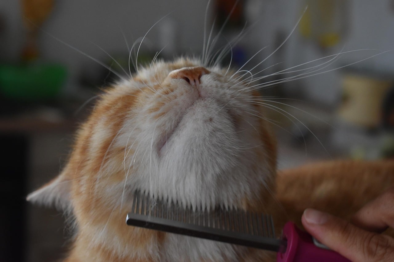 Beyond the Fur: Surprising Ways a Cat Brush Transforms Feline Life Cover