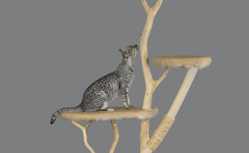 Cat Perches: More Than Just a Place to Sit—A Curious Cat’s Guide to Elevated Bliss Cover